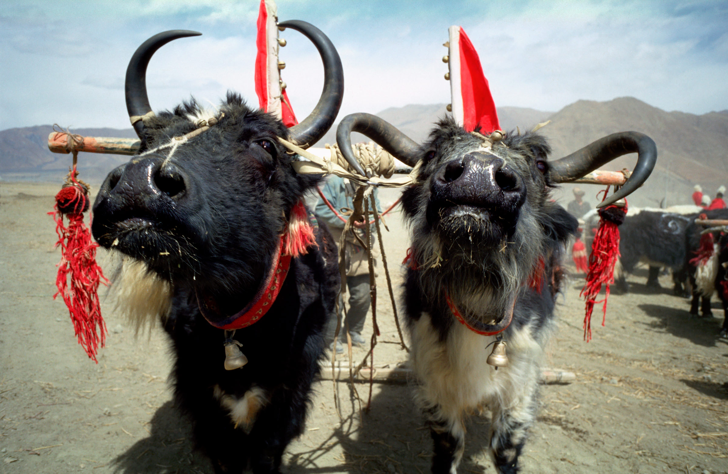 Jacks in Tibet